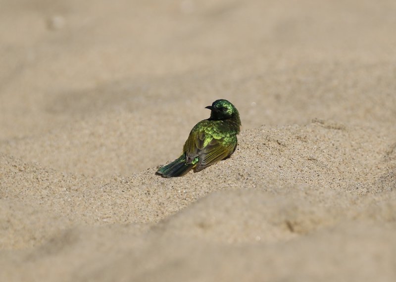 Kortbeksuikerbekkie / Collared Sunbird