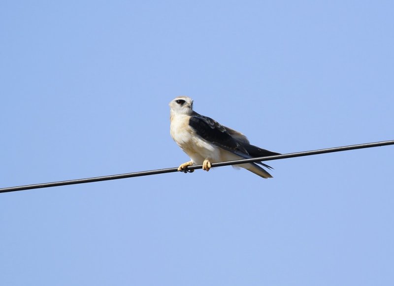 Blouvalk / Black-winged Kite
