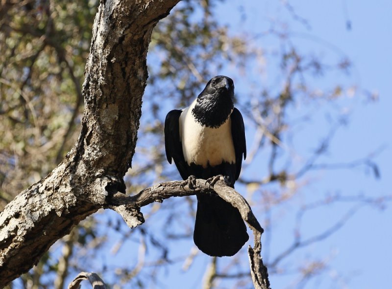 Witborskraai / Pied Crow
