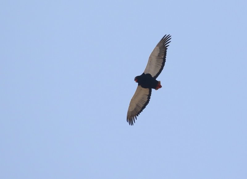 Berghaan / Bateleur