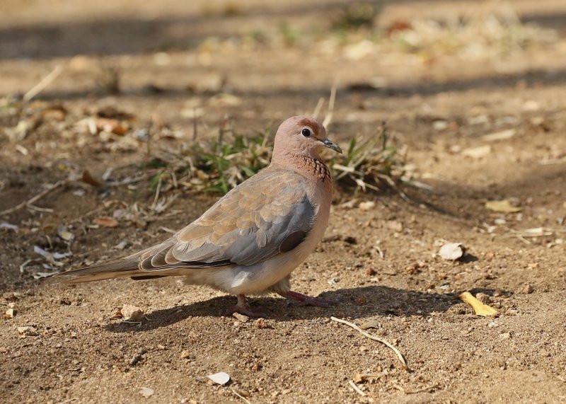 Rooiborsduifie / Laughing Dove