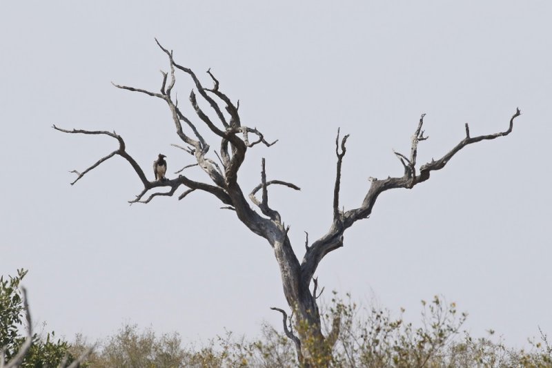 Breëkoparend / Martial Eagle