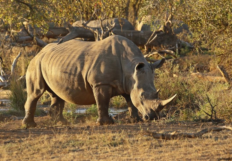 Witrenoster / White Rhino