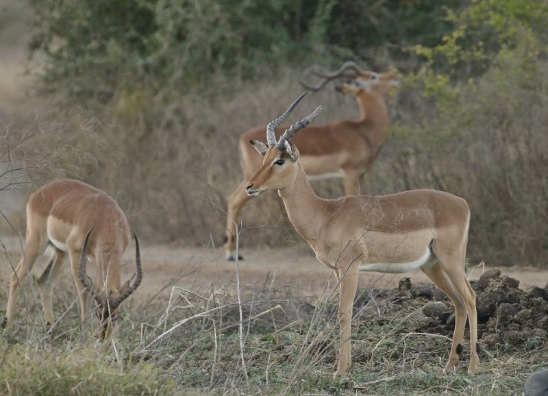 Rooibok / Impala