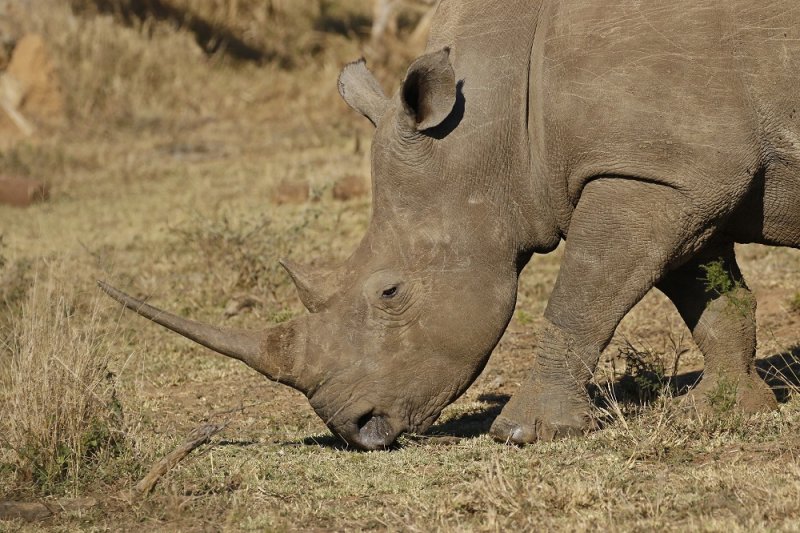 Witrenoster / White Rhino