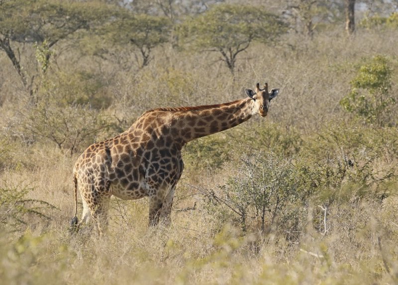 Kameelperd / Giraffe