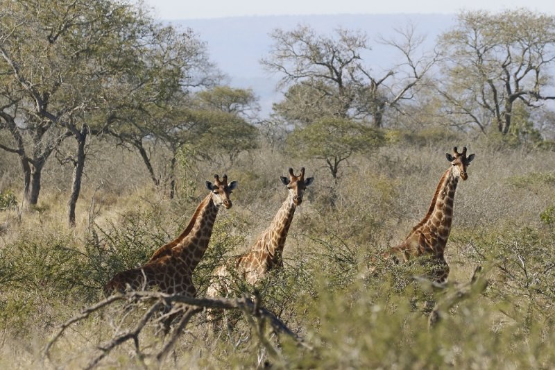 Kameelperd / Giraffe