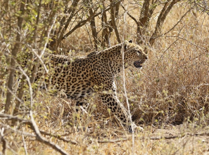 Luiperd / Leopard