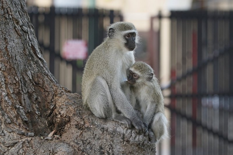 Blouaap / Vervet Monkey