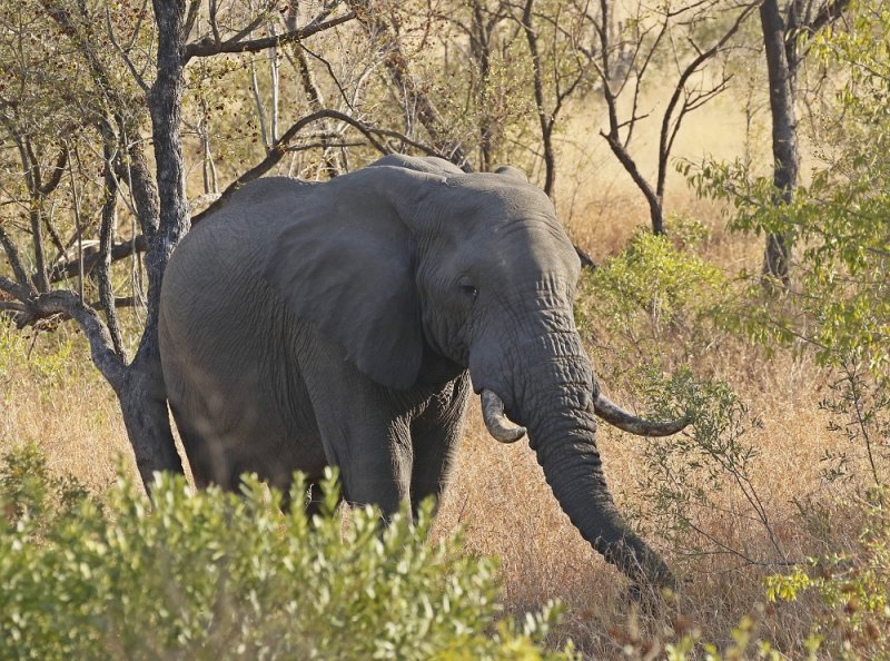 Savanne-olifant / African Elephant