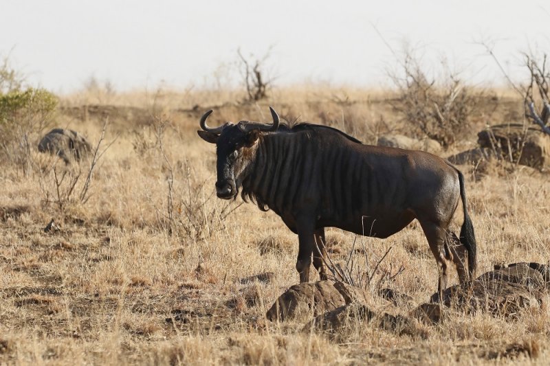 Blouwildebees / Blue Wildebeest