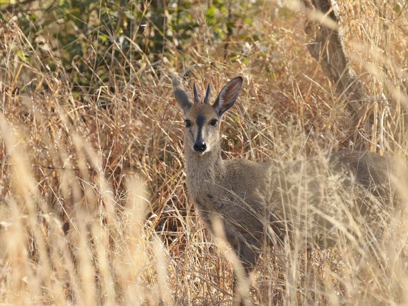 Gewone Duiker / Common Duiker, Bush Duiker