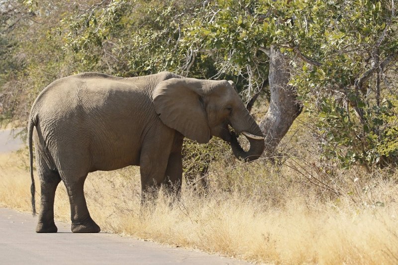 Savanne-olifant / African Elephant