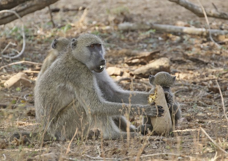 Kaapse bobbejaan / Cape Baboon