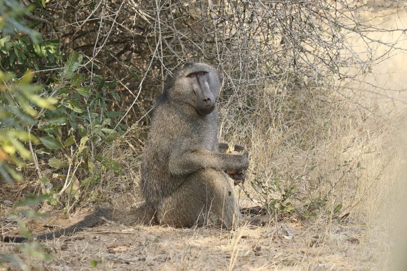 Kaapse bobbejaan / Cape Baboon