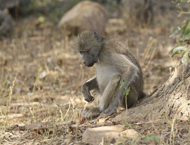 Kaapse bobbejaan / Cape Baboon