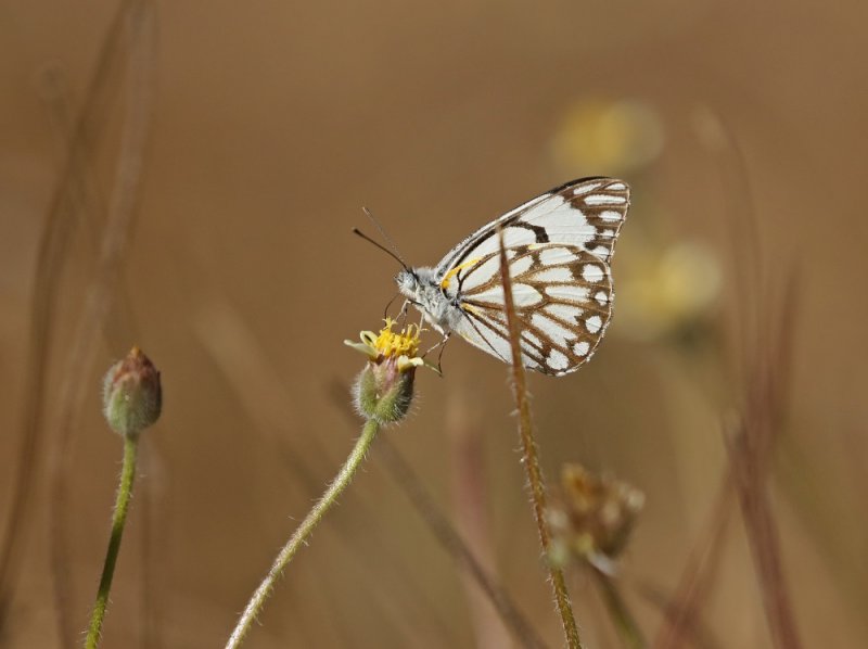 Grasveldwitjie / Brown-veined White