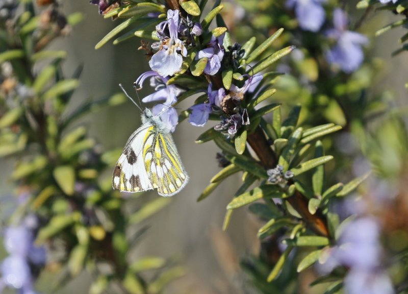 Bontrokkie / Common Meadow White