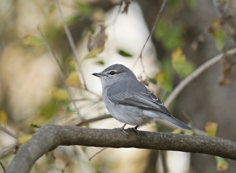 Waaierstertvlieënvanger / Grey Tit-Flycatcher