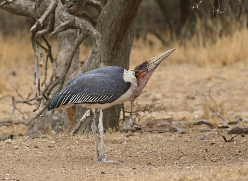 Maraboe / Marabou Stork