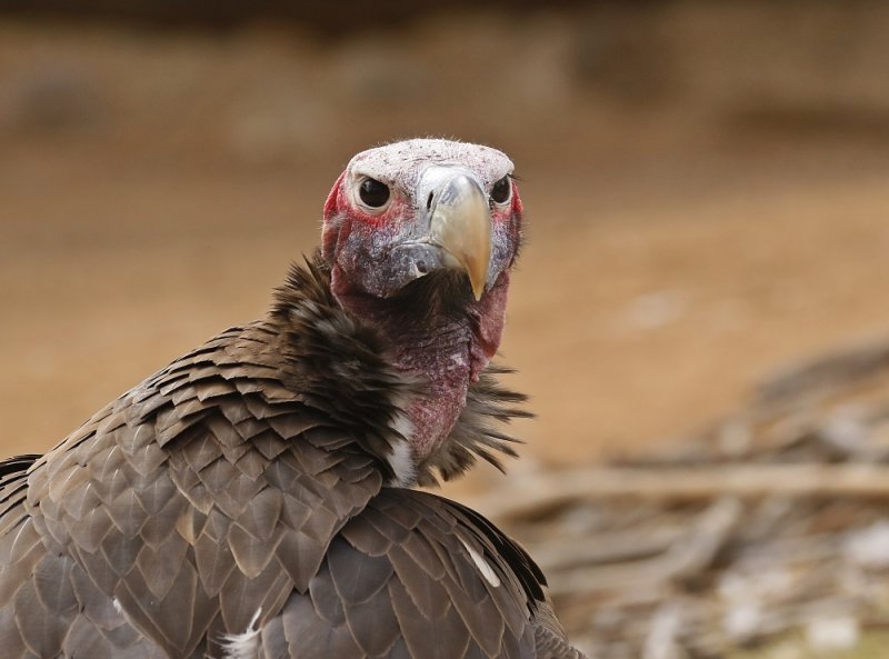 Swartaasvoël / Lappet-faced Vulture