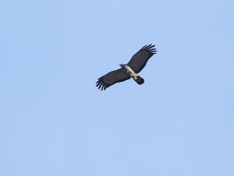 Kaalwangvalk / African Harrier-Hawk