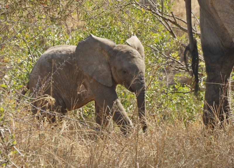 Savanne-olifant / African Elephant