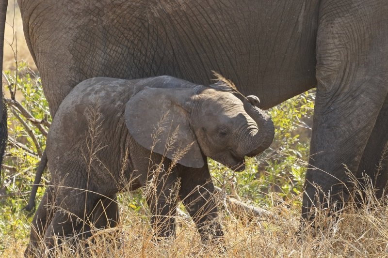 Savanne-olifant / African Elephant