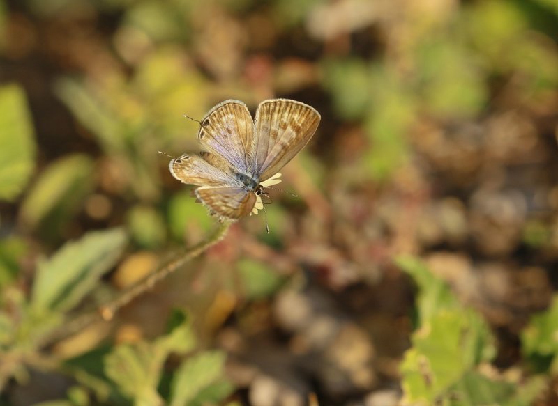 Sebrabloutjie / Common Zebra Blue