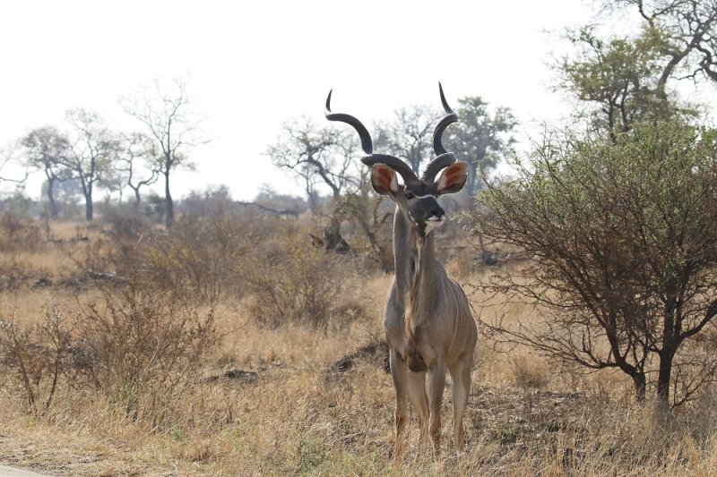 Koedoe / Greater Kudu