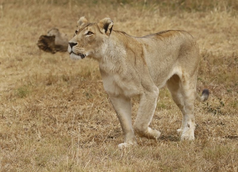 Leeu / Lion