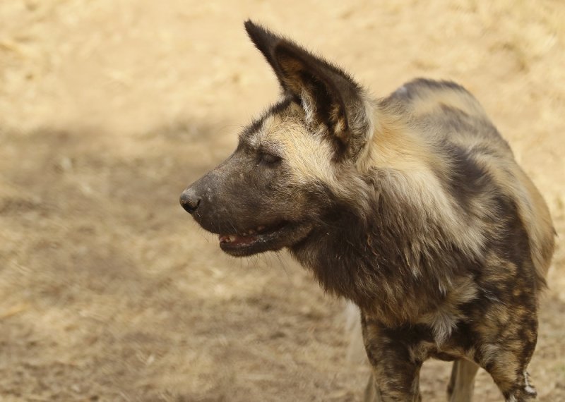 Wildehond / Wild Dog