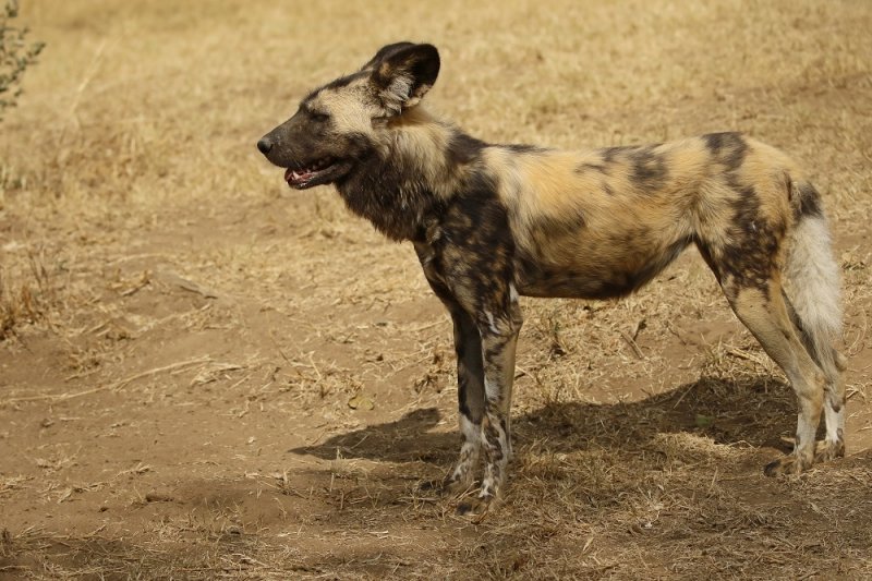 Wildehond / Wild Dog