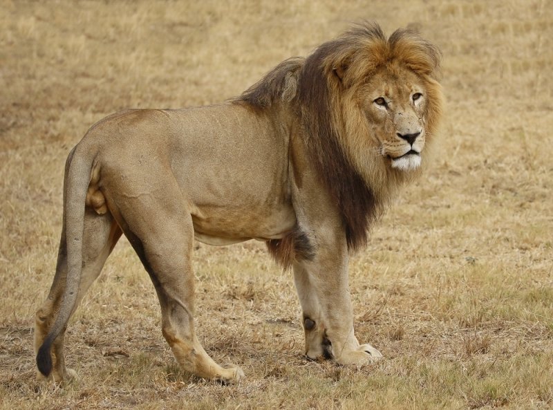 Leeu / Lion