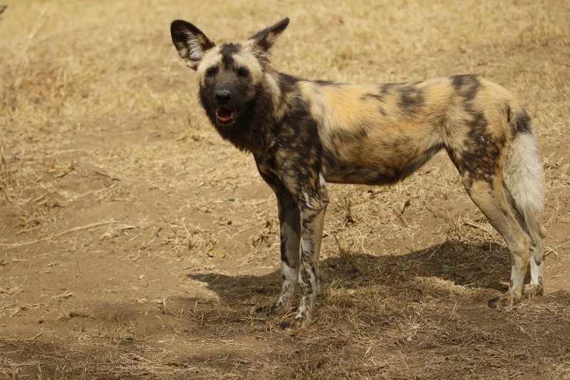 Wildehond / Wild Dog