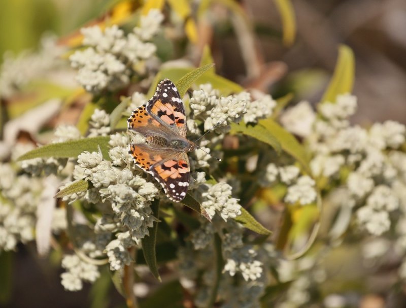 Sondagsrokkie / Painted Lady