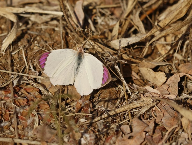 Koninginperspuntjie / Queen Purple Tip