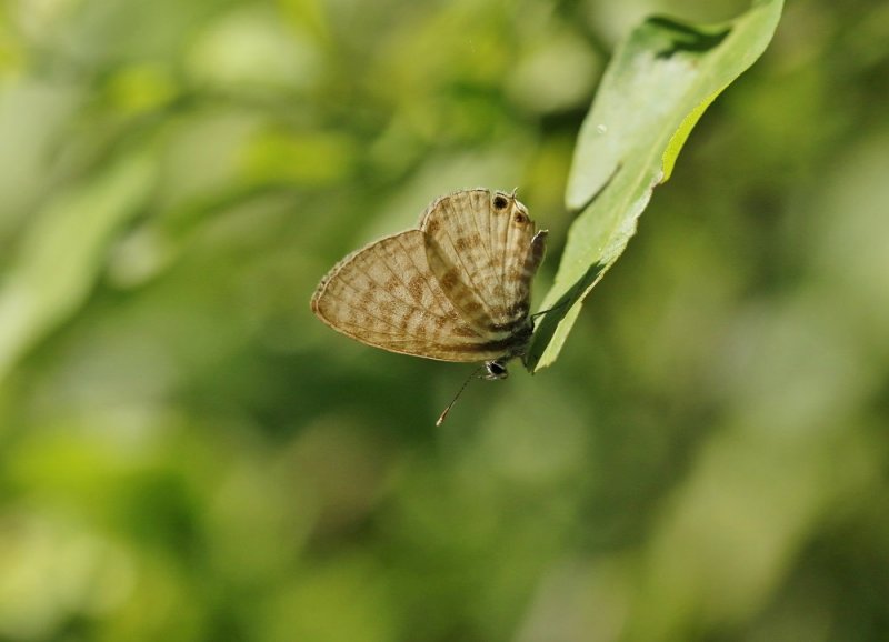 Ligte Sebrabloutjie / Sesbania Blue
