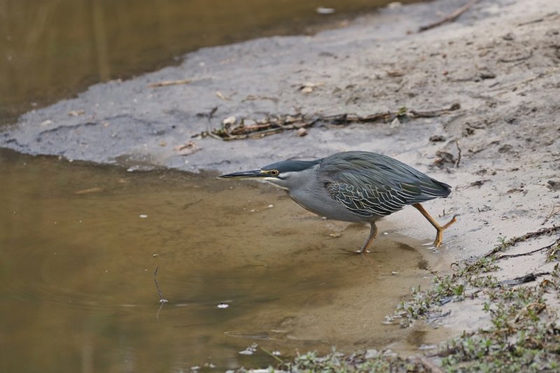 Groenrugreier / Striated Heron