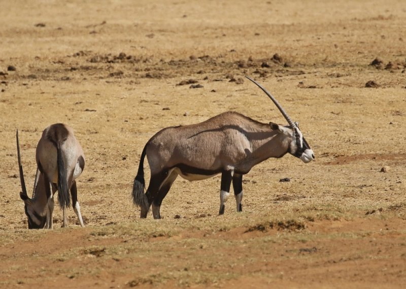 Spiesbok / East African Oryx