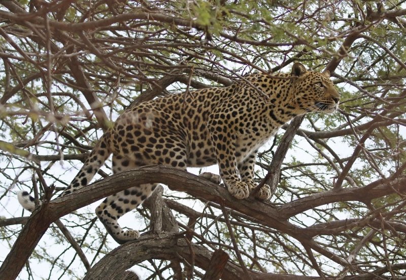 Luiperd / Leopard
