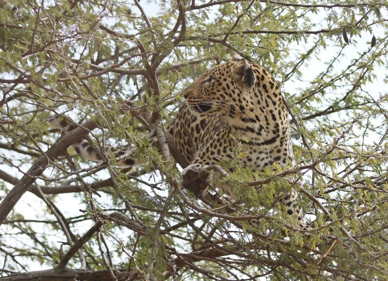 Luiperd / Leopard