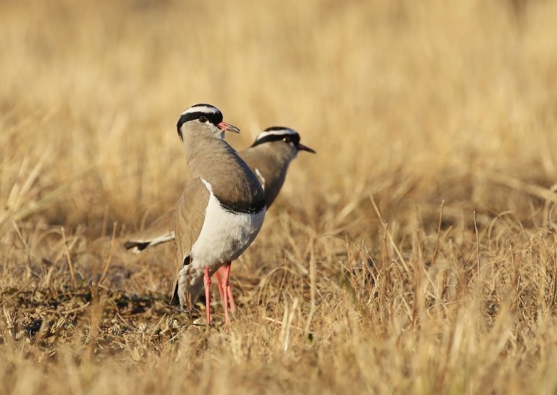 Kroonkiewiet / Crowned Lapwing