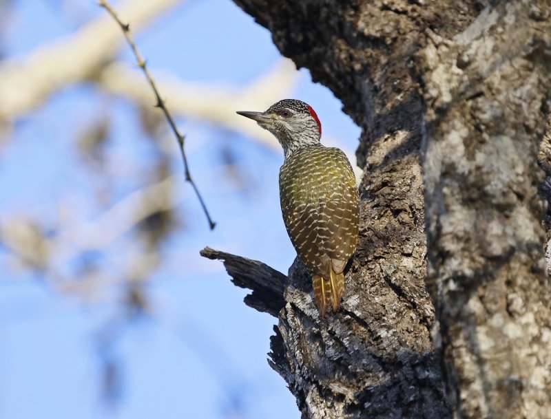 Goudstertspeg / Golden-tailed Woodpecker