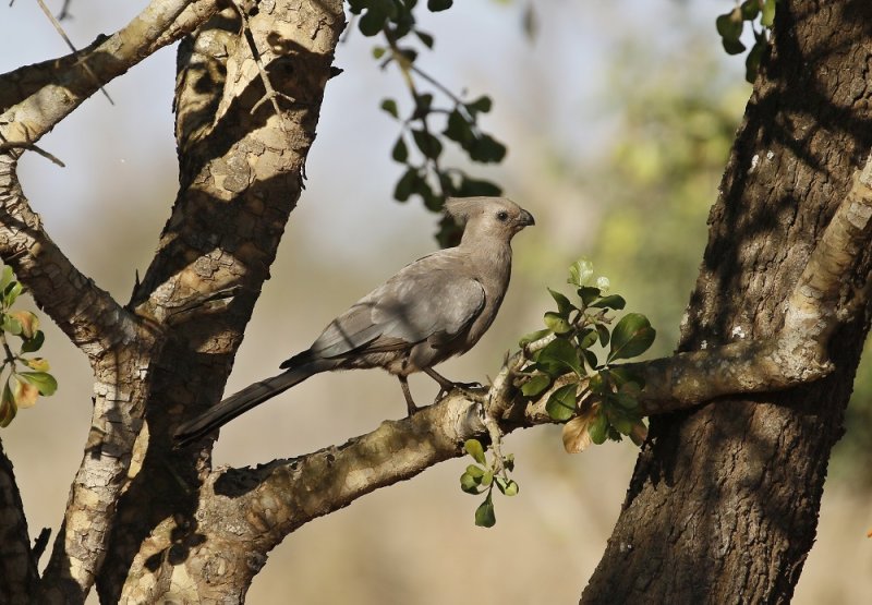 Kwevoël / Grey Go-away-bird