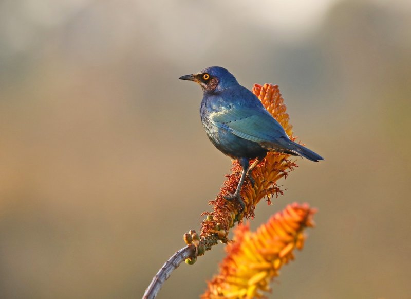 Groot-Blouoorglansspreeu / Greater Blue-eared Starling