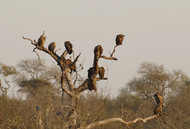 Witrugaasvoël / White-backed Vulture