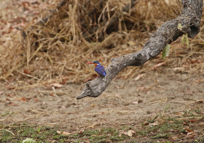Kuifkopvisvanger / Malachite Kingfisher