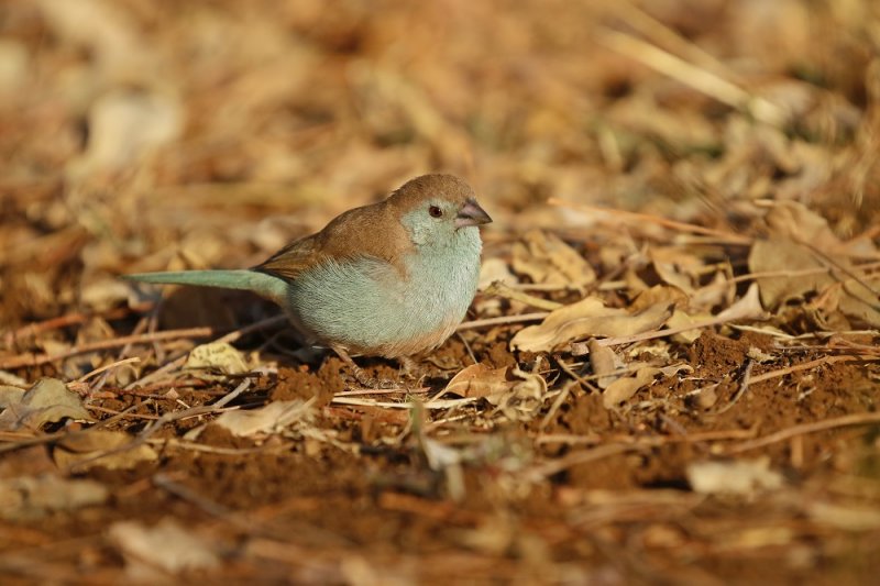 Gewone Blousysie / Blue Waxbill