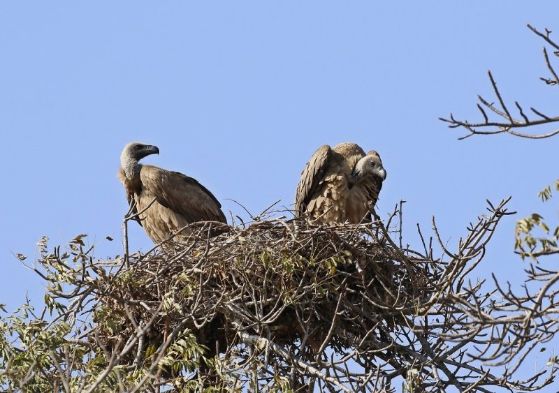 Witrugaasvoël / White-backed Vulture